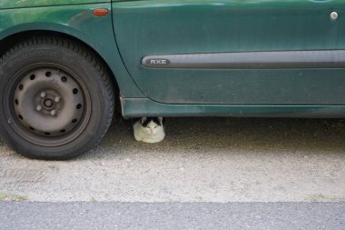 The cat is sitting under the car. Berlin, Germany
