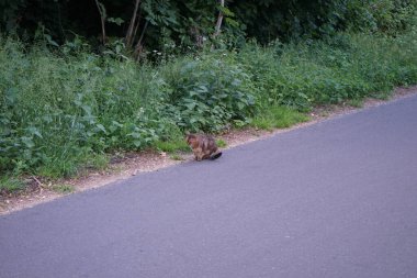 The cat is walking along the asphalt road. Berlin, Germany  