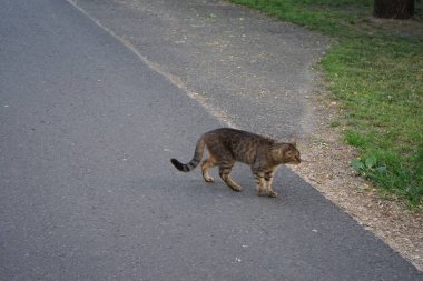 The cat is walking along the asphalt road. Berlin, Germany  