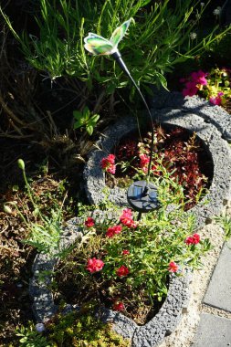 Helianthemum x cultorum 'Cerise Queen' kış yeşili, sayısız pembe çiçekle parlayan yer kaplayan uzun ömürlü bir çiçektir. Berlin, Almanya 