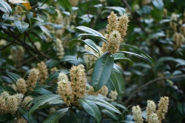 Prunus laurocerasus blooms in May. Prunus laurocerasus, cherry laurel, common laurel and sometimes English laurel in North America, is an evergreen species of cherry Prunus. Berlin, Germany 