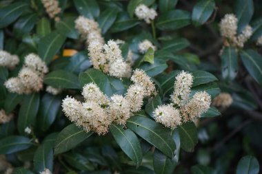 Prunus laurocerasus blooms in May. Prunus laurocerasus, cherry laurel, common laurel and sometimes English laurel in North America, is an evergreen species of cherry Prunus. Berlin, Germany 
