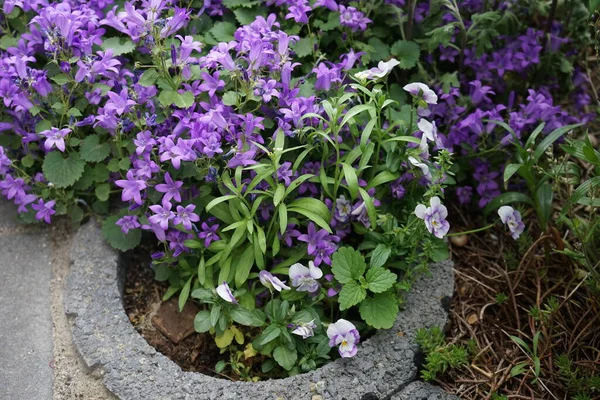 Campanula portenschlagiana and Viola cornuta in the garden. Campanula portenschlagiana, the wall bellflower, is a species of flowering plant in the family Campanulaceae. Berlin, Germany 