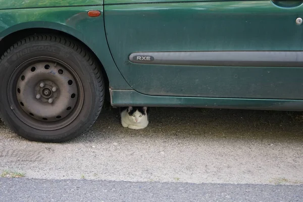 The cat is sitting under the car. Berlin, Germany