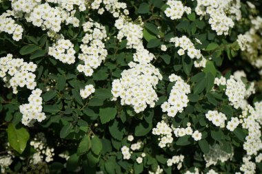 Spiraea vanhouttei blooms with white flowers in May. Spiraea, spirea, meadowsweets or steeplebushes, is a species of flowering plant in the rose family, Rosaceae. Berlin, Germany  