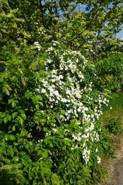 Spiraea vanhouttei blooms with white flowers in May. Spiraea, spirea, meadowsweets or steeplebushes, is a species of flowering plant in the rose family, Rosaceae. Berlin, Germany  