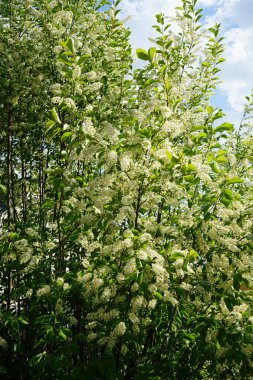 Blooming bird cherry in May. Prunus padus, bird cherry, hackberry, hagberry, or Mayday tree, is a flowering plant in the rose family Rosaceae. Berlin, Germany 