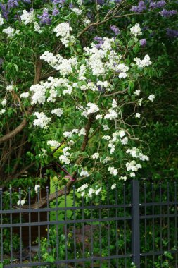 White and purple lilac bushes bloom in May. Syringa vulgaris, the lilac or common lilac, is a species of flowering plant in the olive family Oleaceae. Berlin, Germany 