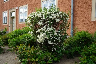 Spiraea vanhouttei blooms with white flowers in May. Spiraea, spirea, meadowsweets or steeplebushes, is a species of flowering plant in the rose family, Rosaceae. Berlin, Germany  