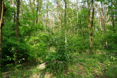 Blooming bird cherry in May. Prunus padus, bird cherry, hackberry, hagberry, or Mayday tree, is a flowering plant in the rose family Rosaceae. Berlin, Germany 