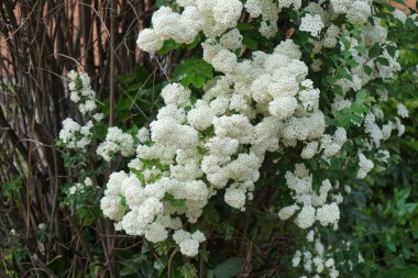 Spiraea vanhouttei blooms with white flowers in May. Spiraea, spirea, meadowsweets or steeplebushes, is a species of flowering plant in the rose family, Rosaceae. Berlin, Germany  