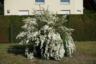 Spiraea blooms with white flowers in late spring. Spiraea, spirea, meadowsweets or steeplebushes, is a species of flowering plant in the rose family, Rosaceae. Berlin, Germany 