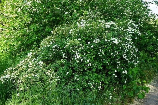 Spiraea blooms with white flowers in late spring. Spiraea, spirea, meadowsweets or steeplebushes, is a species of flowering plant in the rose family, Rosaceae. Berlin, Germany