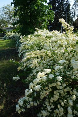 Spiraea blooms with white flowers in late spring. Spiraea, spirea, meadowsweets or steeplebushes, is a species of flowering plant in the rose family, Rosaceae. Berlin, Germany 
