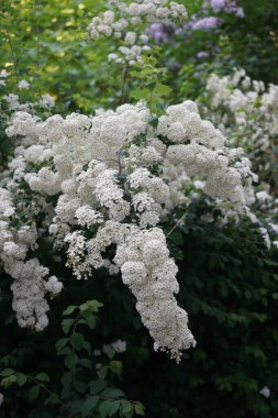 Spiraea blooms with white flowers in late spring. Spiraea, spirea, meadowsweets or steeplebushes, is a species of flowering plant in the rose family, Rosaceae. Berlin, Germany 
