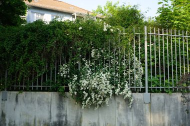 Spiraea blooms with white flowers in late spring. Spiraea, spirea, meadowsweets or steeplebushes, is a species of flowering plant in the rose family, Rosaceae. Berlin, Germany 