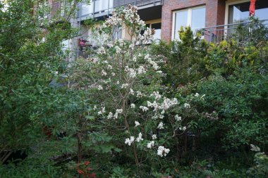 Bush of white lilac blooms in May. Syringa vulgaris, the lilac or common lilac, is a species of flowering plant in the olive family Oleaceae. Berlin, Germany