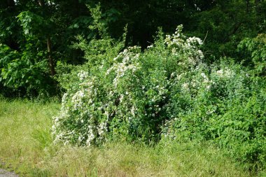 Spiraea blooms with white flowers in late spring. Spiraea, spirea, meadowsweets or steeplebushes, is a species of flowering plant in the rose family, Rosaceae. Berlin, Germany 