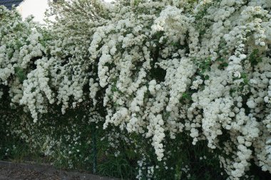 Spiraea blooms with white flowers in late spring. Spiraea, spirea, meadowsweets or steeplebushes, is a species of flowering plant in the rose family, Rosaceae. Berlin, Germany 