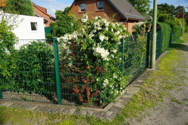 Pyracantha blooms with white flowers in June. Pyracantha is a genus of large, thorny evergreen shrubs in the family Rosaceae, with common names firethorn or pyracantha. Berlin, Germany 