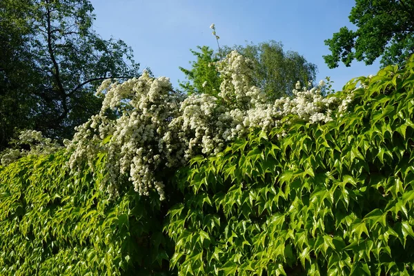 Spiraea blooms with white flowers in late spring. Spiraea, spirea, meadowsweets or steeplebushes, is a species of flowering plant in the rose family, Rosaceae. Berlin, Germany