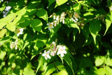 The Kolkwitzia amabilis bush blooms with light pink flowers in the garden. Linnaea amabilis, Kolkwitzia amabilis or the beauty bush, is a species of flowering plant in the family Caprifoliaceae. Berlin, Germany