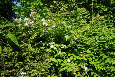 The Kolkwitzia amabilis bush blooms with light pink flowers in the garden. Linnaea amabilis, Kolkwitzia amabilis or the beauty bush, is a species of flowering plant in the family Caprifoliaceae. Berlin, Germany