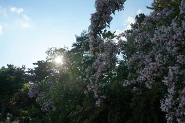 The Kolkwitzia amabilis bush blooms with light pink flowers in the garden. Linnaea amabilis, Kolkwitzia amabilis or the beauty bush, is a species of flowering plant in the family Caprifoliaceae. Berlin, Germany