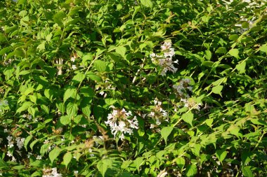 The Kolkwitzia amabilis bush blooms with light pink flowers in the garden. Linnaea amabilis, Kolkwitzia amabilis or the beauty bush, is a species of flowering plant in the family Caprifoliaceae. Berlin, Germany