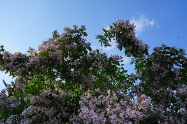 The Kolkwitzia amabilis bush blooms with light pink flowers in the garden. Linnaea amabilis, Kolkwitzia amabilis or the beauty bush, is a species of flowering plant in the family Caprifoliaceae. Berlin, Germany