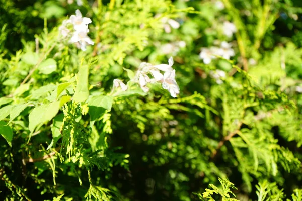 Arbusto Kolkwitzia Amabilis Floresce Com Flores Rosa Claras Jardim Linnaea — Fotografia de Stock