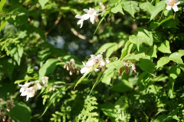 Куст Kolkwitzia Amabilis Цветет Светло Розовыми Цветами Саду Linnaea Amabilis — стоковое фото