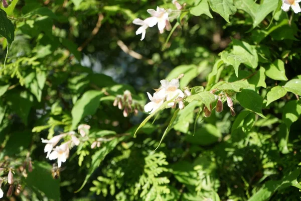 Kolkwitzia Amabilis Buske Blommar Med Ljusrosa Blommor Trädgården Linnaea Amabilis — Stockfoto