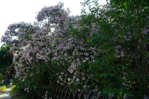 Kolkwitzia Amabilis Bush Blooms Light Pink Flowers Garden Linnaea Amabilis — Foto Stock