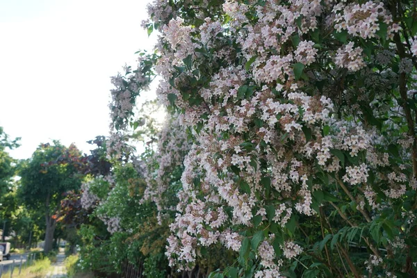 Kolkwitzia Amabilis Bush Blooms Light Pink Flowers Garden Linnaea Amabilis — Fotografia de Stock