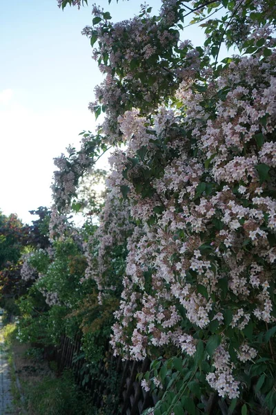 Buisson Kolkwitzia Amabilis Fleurit Avec Des Fleurs Rose Clair Dans — Photo