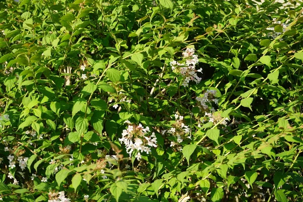 Křoví Kolkwitzia Amabilis Kvete Světle Růžovými Květy Zahradě Linnaea Amabilis — Stock fotografie