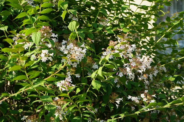 Der Strauch Kolkwitzia Amabilis Blüht Mit Hellrosa Blüten Garten Linnaea — Stockfoto