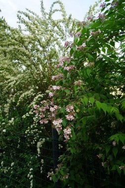 The Kolkwitzia amabilis bush blooms with light pink flowers in the garden. Linnaea amabilis, Kolkwitzia amabilis or the beauty bush, is a species of flowering plant in the family Caprifoliaceae. Berlin, Germany