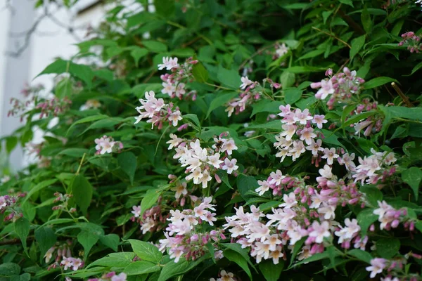 Krzew Kolkwitzia Amabilis Kwitnie Jasnoróżowymi Kwiatami Ogrodzie Linnaea Amabilis Kolkwitzia — Zdjęcie stockowe