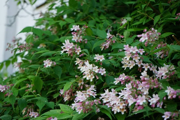 Kolkwitzia Amabilis Bush Blooms Light Pink Flowers Garden Linnaea Amabilis — Stockfoto