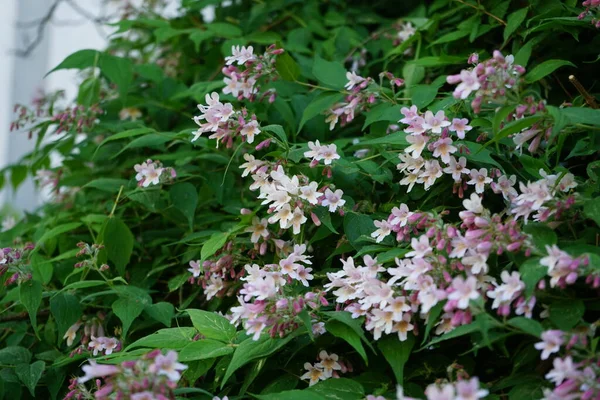 Куст Kolkwitzia Amabilis Цветет Светло Розовыми Цветами Саду Linnaea Amabilis — стоковое фото