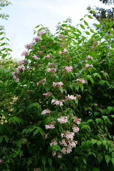 Arbusto Kolkwitzia Amabilis Florece Con Flores Color Rosa Claro Jardín —  Fotos de Stock