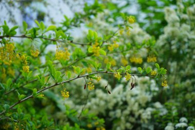 Berberis vulgaris blooms with yellow flowers in May. Berberis vulgaris, common barberry, European barberry or simply barberry, is a shrub in the genus Berberis. Berlin, Germany 