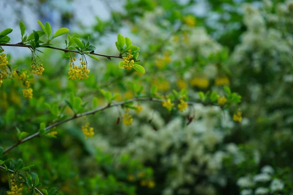 Berberis Vulgaris Blooms Yellow Flowers May Berberis Vulgaris Common Barberry — Stock Fotó