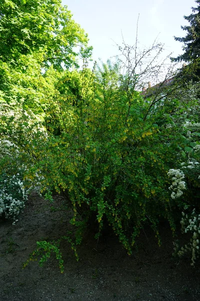 五月份 黄花盛开的柏柏尔俗气花 柏柏尔 Berberis Vulgaris 是柏柏尔属 Berberis 中的一种灌木 德国柏林 — 图库照片
