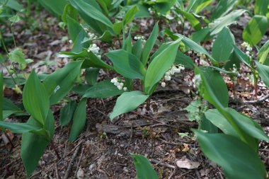 Lilies of the valley bloom in May. Lilies of the valley, Convallaria majalis is a woodland flowering plant with sweetly scented, pendent, bell-shaped white flowers borne in sprays in spring. Berlin, Germany 