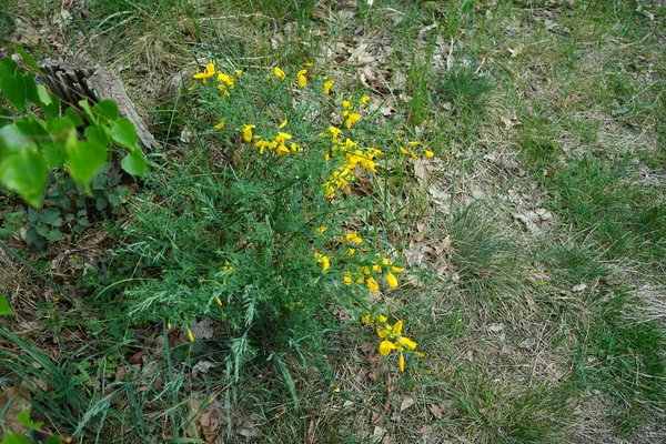 Cytisus Floresce Com Flores Amarelas Maio Cytisus Género Botânico Pertencente — Fotografia de Stock