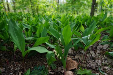 Lilies of the valley bloom in May. Lilies of the valley, Convallaria majalis is a woodland flowering plant with sweetly scented, pendent, bell-shaped white flowers borne in sprays in spring. Berlin, Germany 