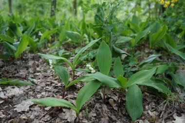 Lilies of the valley bloom in May. Lilies of the valley, Convallaria majalis is a woodland flowering plant with sweetly scented, pendent, bell-shaped white flowers borne in sprays in spring. Berlin, Germany 